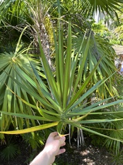 Yucca gigantea