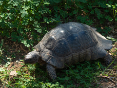 Testudo marginata