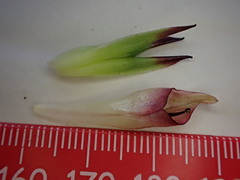 Colchicum burkei
