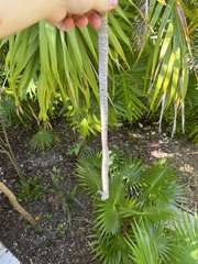 Yucca gigantea