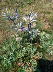Eryngium bourgatii