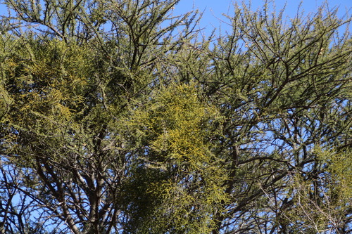 Image of Viscum verrucosum by (c) Tony Rebelo, some rights reserved (CC BY-SA)