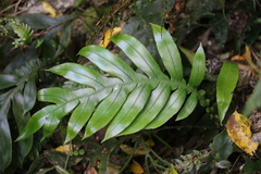 Blechnum colensoi