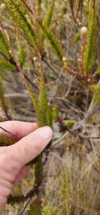 Ursinia