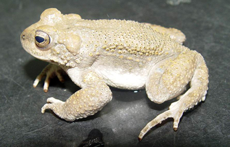 Iranian Earless Toad