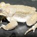 Iranian Toad - Photo (c) 
Mehregan Ebrahimi, some rights reserved (CC BY-SA)