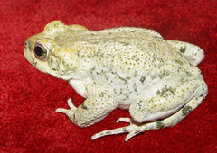 Iranian Earless Toad photo 2