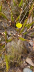 Ursinia