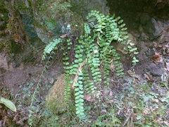 Asplenium trichomanes quadrivalens