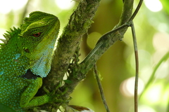 Enyalioides oshaughnessyi