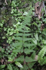 Hypolepis rufobarbata