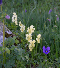Viola altaica