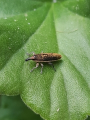 Lixus juncii