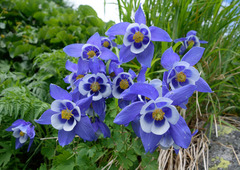 Aquilegia jucunda
