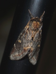 Notodonta dromedarius