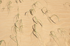 Panicum racemosum