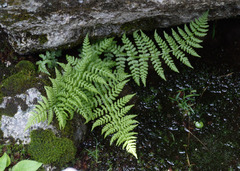 Athyriaceae