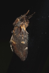 Notodonta dromedarius