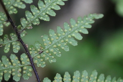 Hypolepis rufobarbata