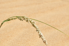 Panicum racemosum