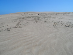 Panicum racemosum