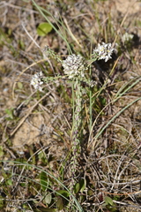 Polygala cyparissias
