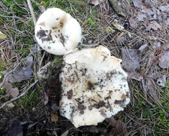 Lactarius aquizonatus