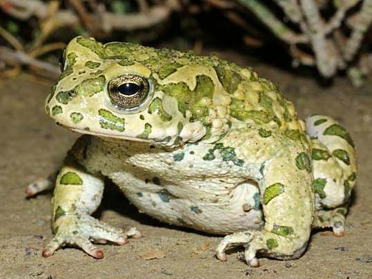 Swat Green Toad