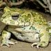 Swat Green Toad - Photo 
Omid Mozaffari, no known copyright restrictions (public domain)