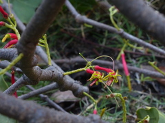 Dendrophthoe falcata