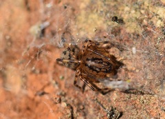 Scytodes velutina