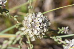 Polygala cyparissias