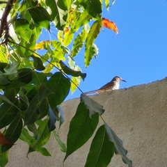 Toxostoma cinereum