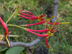 Dendrophthoe falcata