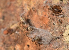 Scytodes velutina