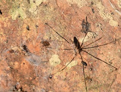 Scytodes velutina
