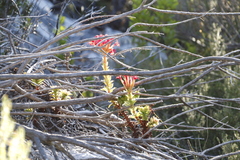 Crassula coccinea