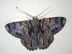 Lophophelma loncheres