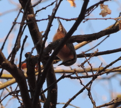 Sitta europaea caesia
