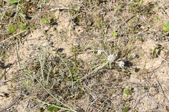 Polygala cyparissias