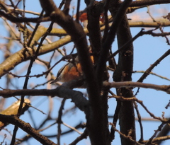 Sitta europaea caesia