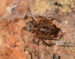 Scytodes velutina