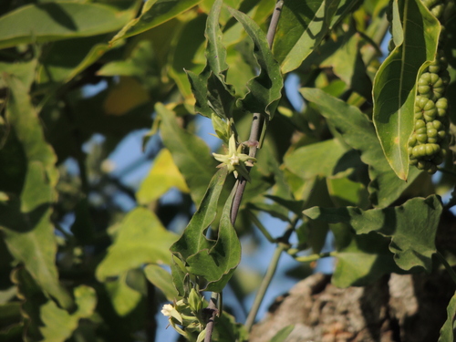 Araujia odorata (Araujia odorata)
