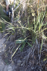 Lichtensteinia lacera
