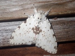 Lymantria brunneiplaga