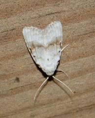 Meganola albula
