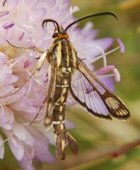 Pyropteron triannuliformis