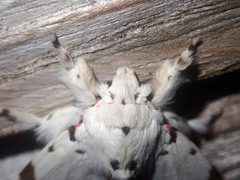 Lymantria brunneiplaga