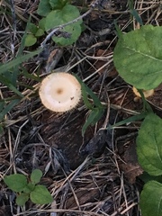 Lentinus flexipes
