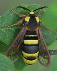 Sesia apiformis